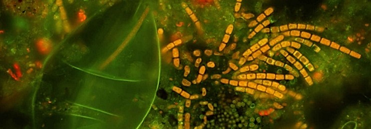 biofilm growing on a river stone biofilm growing on a river stone