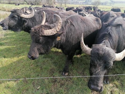 Buffalo in the fields in Macroom Buffalo Farm Tours Buffalo in the fields in Macroom Buffalo Farm Tours