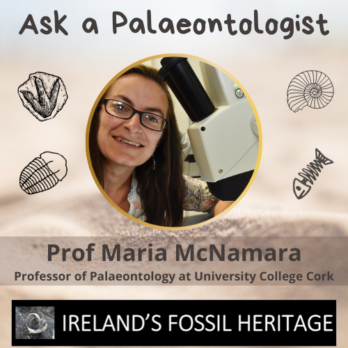 Prof Maria McNamara - Ask a Palaeontologist