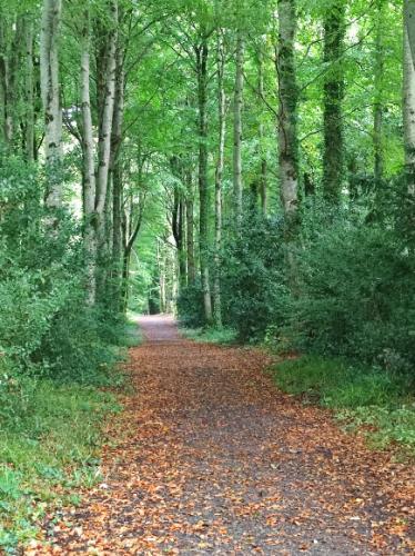 Trees at Image of tree Co. Sligo Hazel Woods Trees at Image of tree Co. Sligo Hazel Woods