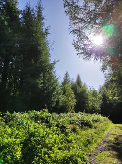 An image of trees in the shade and sunlight An image of trees in the shade and sunlight