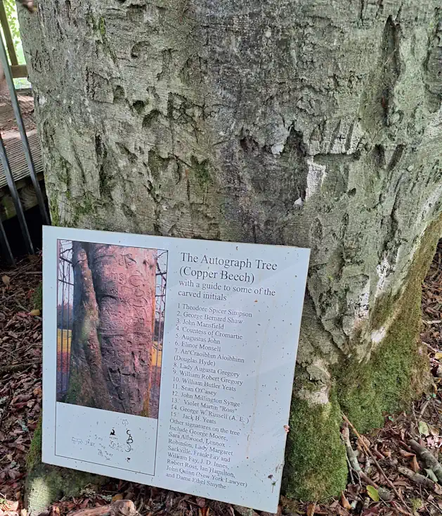 The Autograph Tree in Coole Park with the sign visible