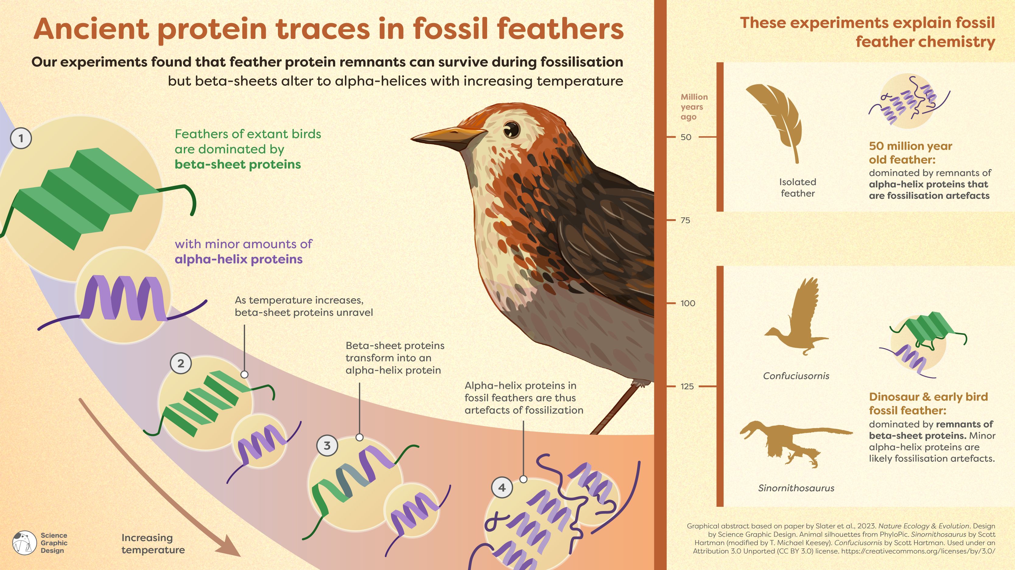 Tiffany has new paper on fossil feather proteins in Nature Ecology and Evolution