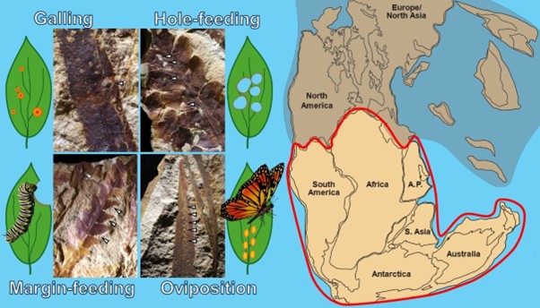 Diagram of Plant-insect interactions described in MEG publication by Holly-Anne Diagram of Plant-insect interactions described in MEG publication by Holly-Anne