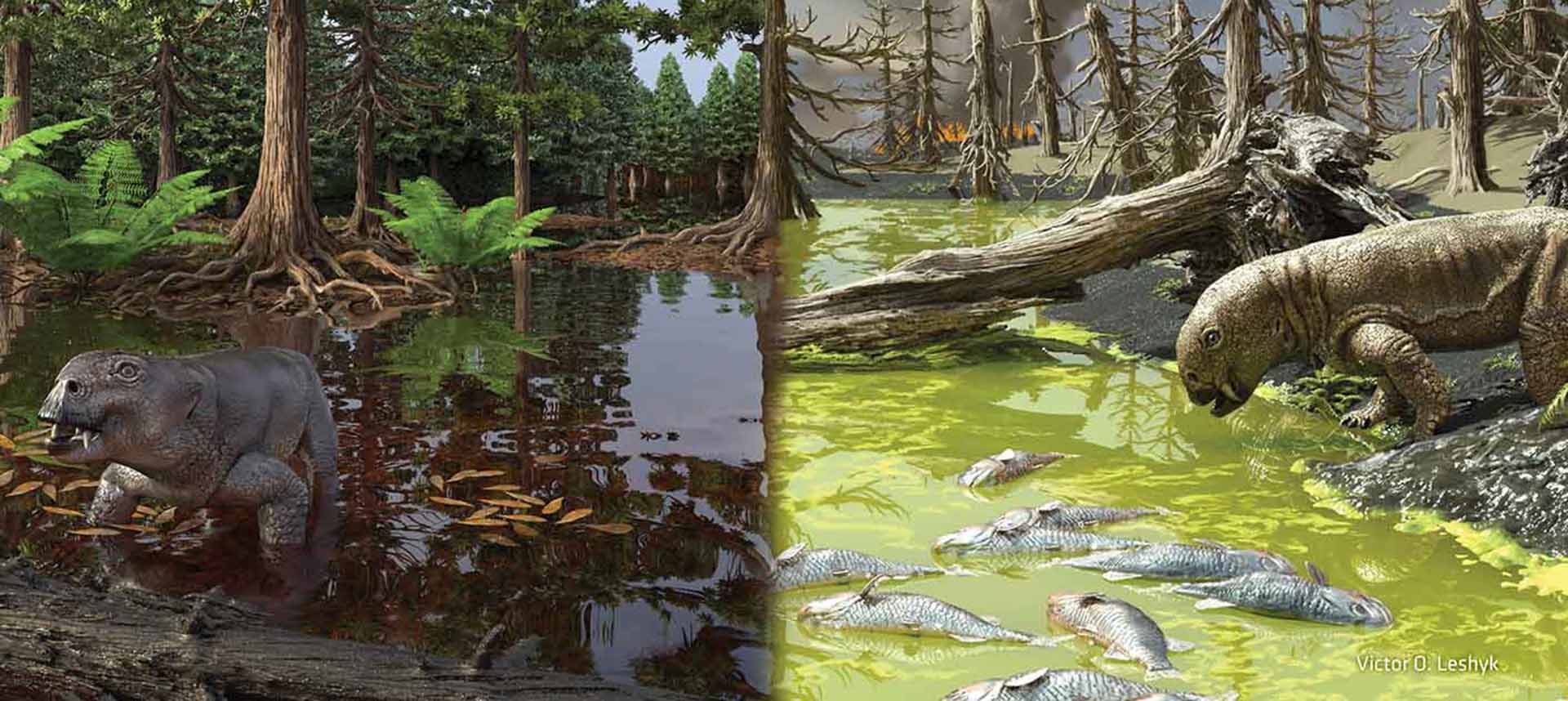 Side by side illustration of the habitat before and after the EPE. Illustration: Leshyk