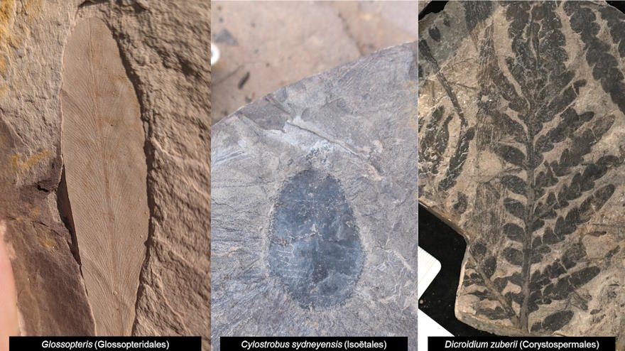 Sydney Basin Plant Fossils GSA Bulletin (Mar 2025) Sydney Basin Plant Fossils GSA Bulletin (Mar 2025)