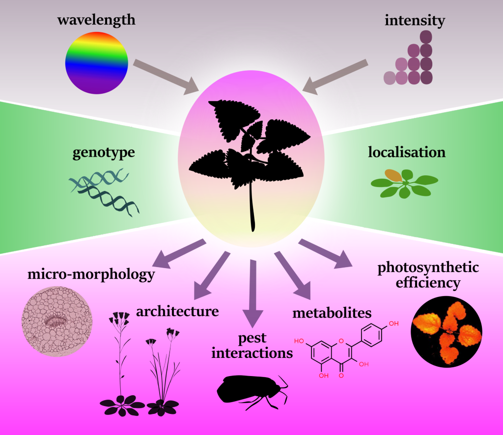 Visual abstract of the project: different aspects of UV effects on plants Visual abstract of the project: different aspects of UV effects on plants