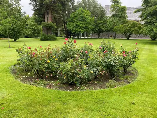 Flower beds and borders - planted flower beds with flowers in bloom in the President's Garden Flower beds and borders - planted flower beds with flowers in bloom in the President's Garden
