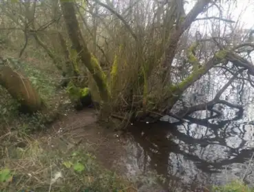 Riparian woodland showing a tree growing from a watery river bank Riparian woodland showing a tree growing from a watery river bank