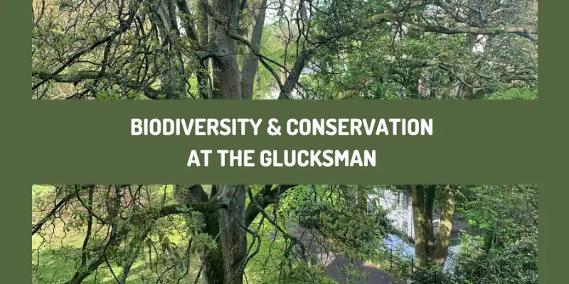 Biodiversity & Conservation at the Glucksman