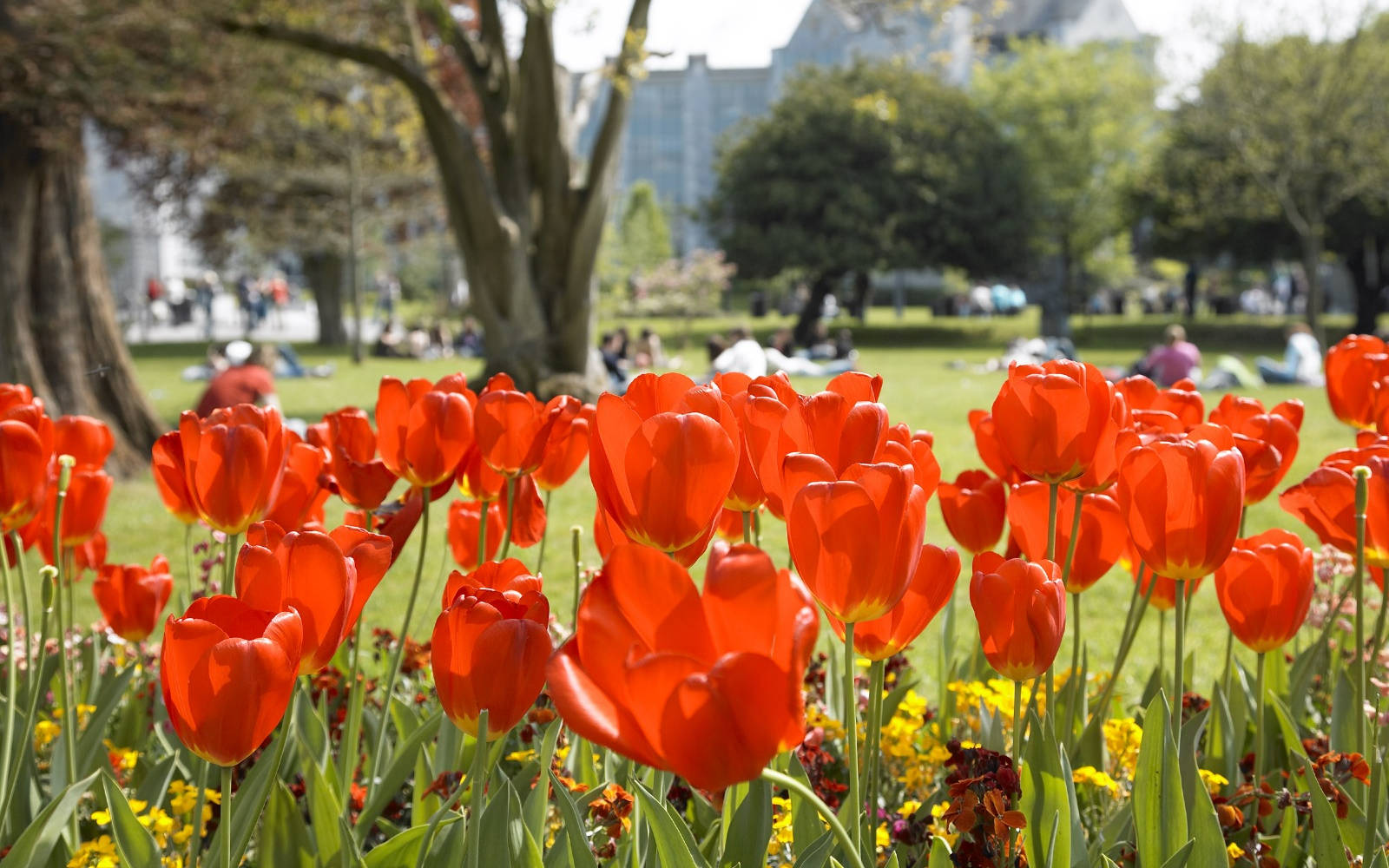 A close up of red tulip flowers with green grass and mature trees in the background